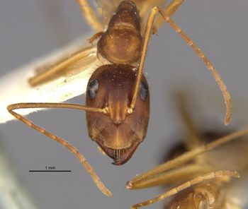 Media type: image;   Entomology 21470 Aspect: head frontal view